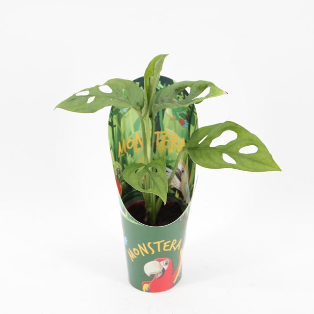 Picture of MONSTERA MONKEY LEAF MINI IN POTCOVER