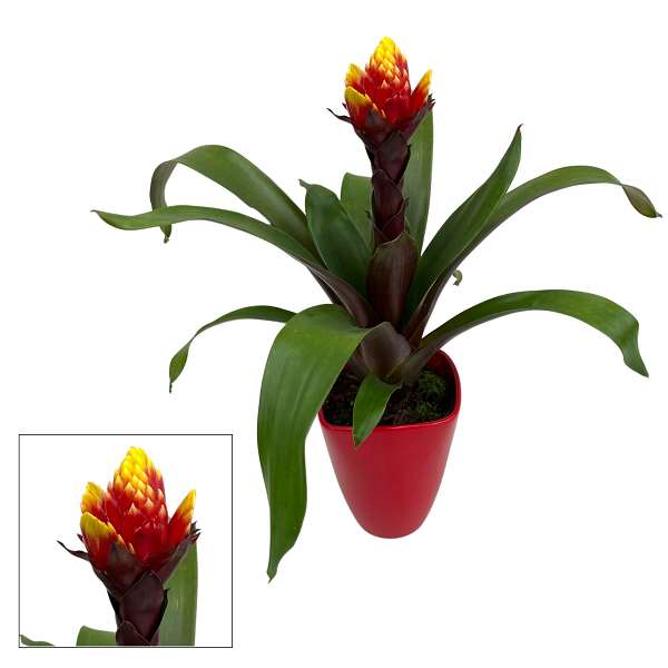 Picture of GUZMANIA CROWN IN CERAMIC