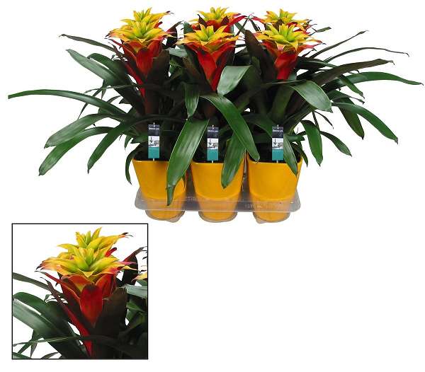 Picture of GUZMANIA FANCY IN CERAMIC