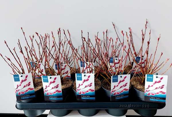 Picture of Salix gracilistyla mount aso bush