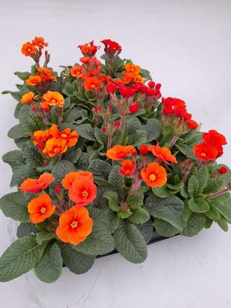 Picture of Primula acaulis veristar marmelade