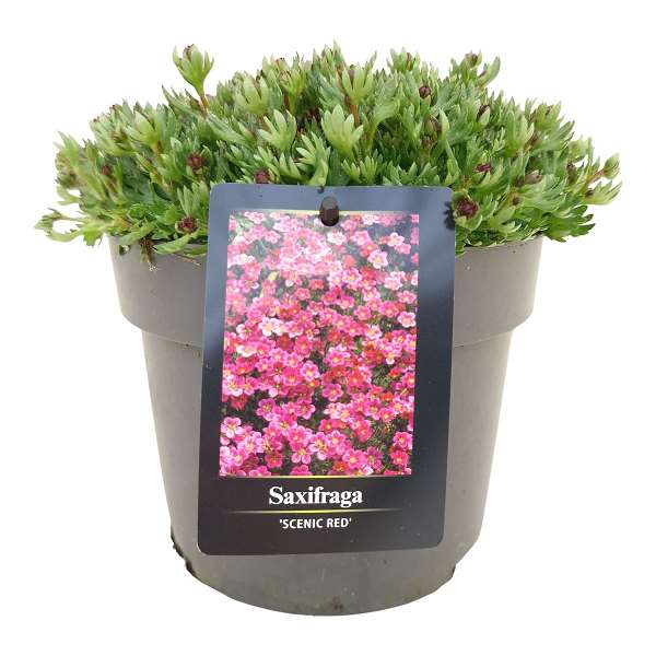 Picture of SAXIFRAGA ARENDSII MARTO PICOTEE RED