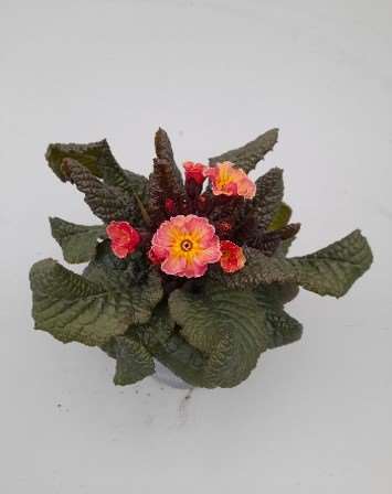 Picture of Primula elatior cottage