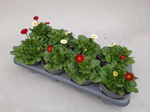 Picture of Bellis trio