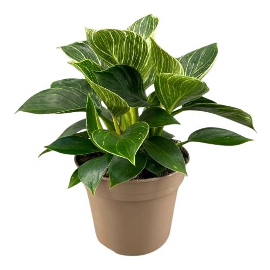 Picture of PHILODENDRON WHITE WAVE