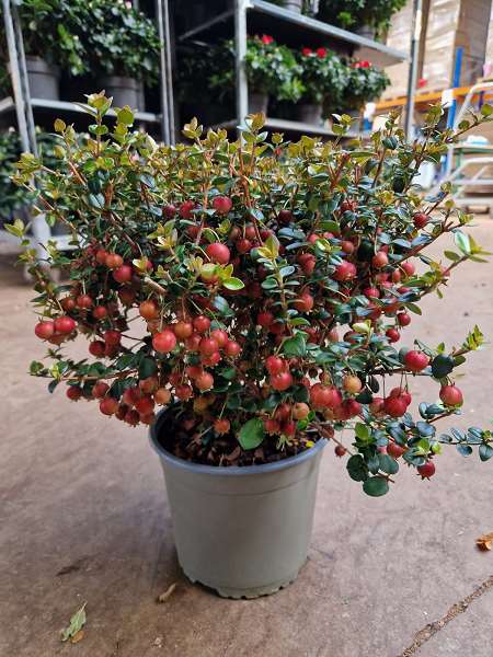 Picture of UGNI MOLINAE PRETTY BERRY