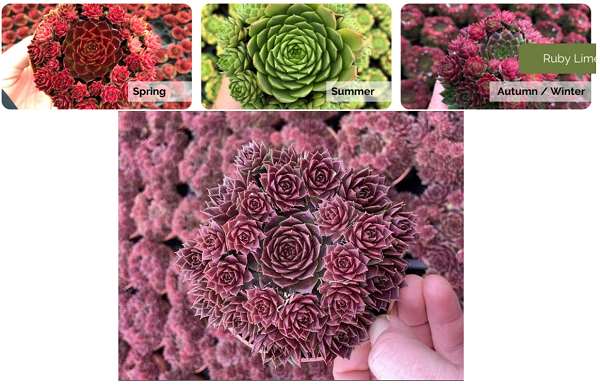 Picture of SEMPERVIVUM RUBY LIME