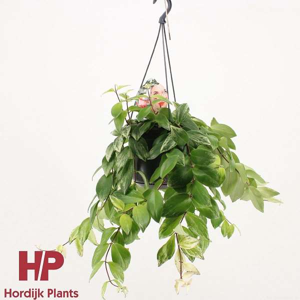 Picture of AESCHYNANTHUS VARIEGATA IN HANGING BASK