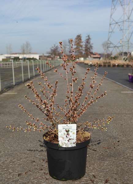 Picture of Prunus nipponica brilliant