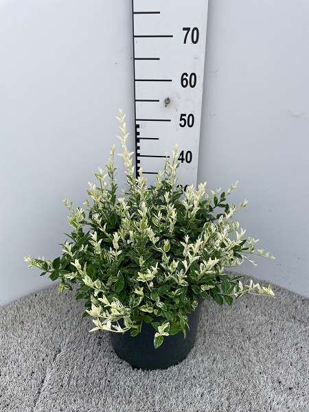 Picture of EUONYMUS FORTUNEI HARLEQUIN