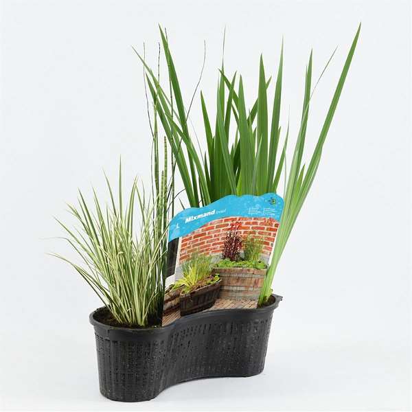Picture of AQUATIC PLANTS IN OVAL BASKET