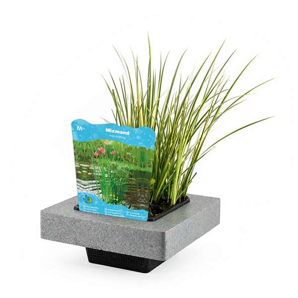 Picture of AQUATIC PLANTS 03PP IN FLOATING BASKET