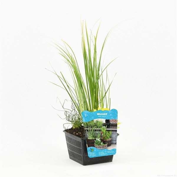 Picture of AQUATIC PLANTS 03PP IN BASKET