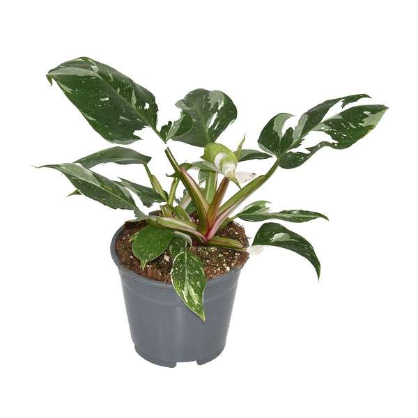 Picture of PHILODENDRON WHITE PRINCESS