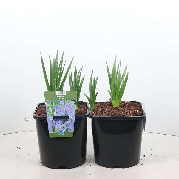 Picture of Camassia cusickii