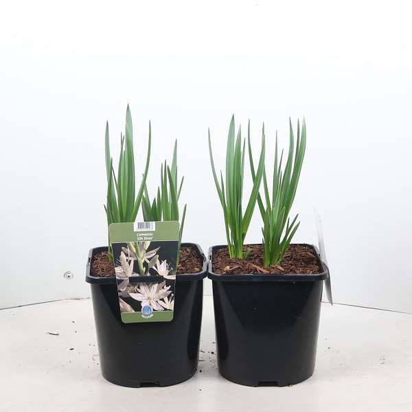 Picture of Camassia leichtlinii silk river