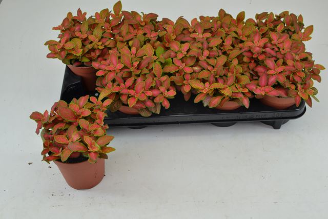 Picture of FITTONIA RUBY LIME