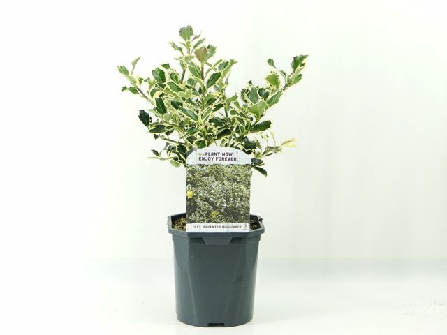 Picture of ILEX AQUIFOLIUM ARGENTEA MARGINATA