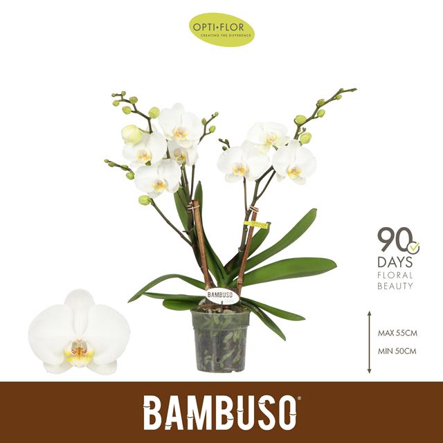 Picture of Phalaenopsis 02-stem bambuso inyo white