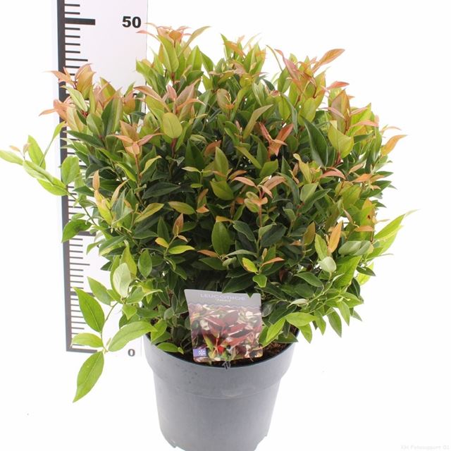 Picture of Leucothoe axillaris zeblid