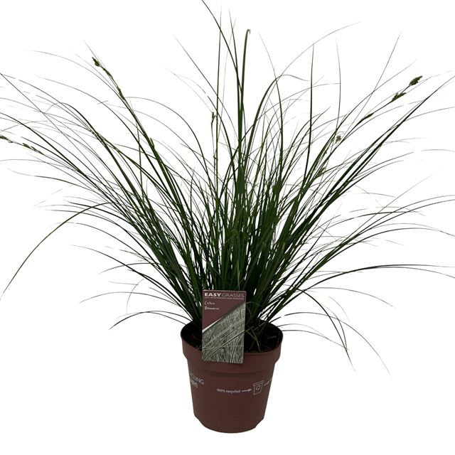 Picture of Carex brunnea