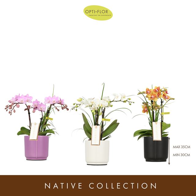 Picture of PHALAENOPSIS 03-STEM BOTANICO NOLINA MIX IN CERAM.