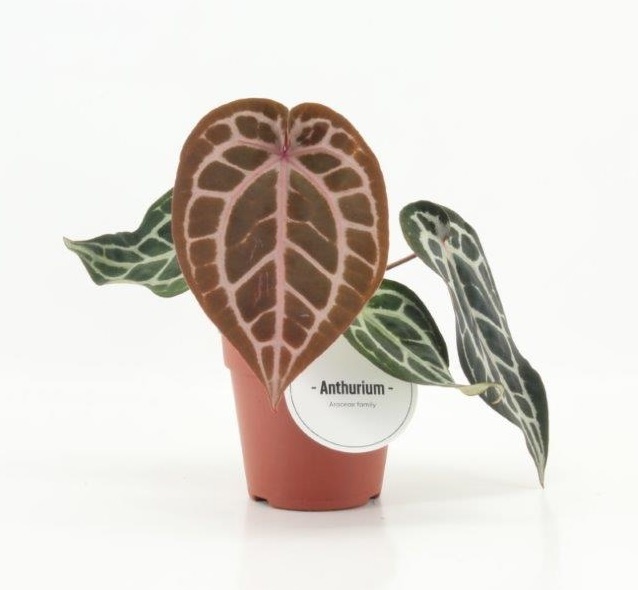 Picture of Anthurium andreaenum pink blush