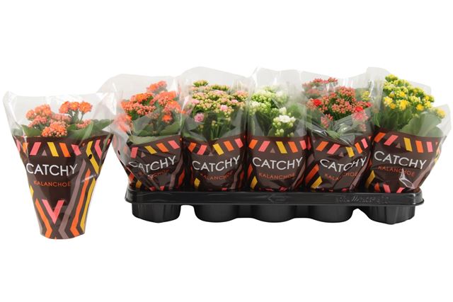 Picture of Kalanchoe double catchy season mix