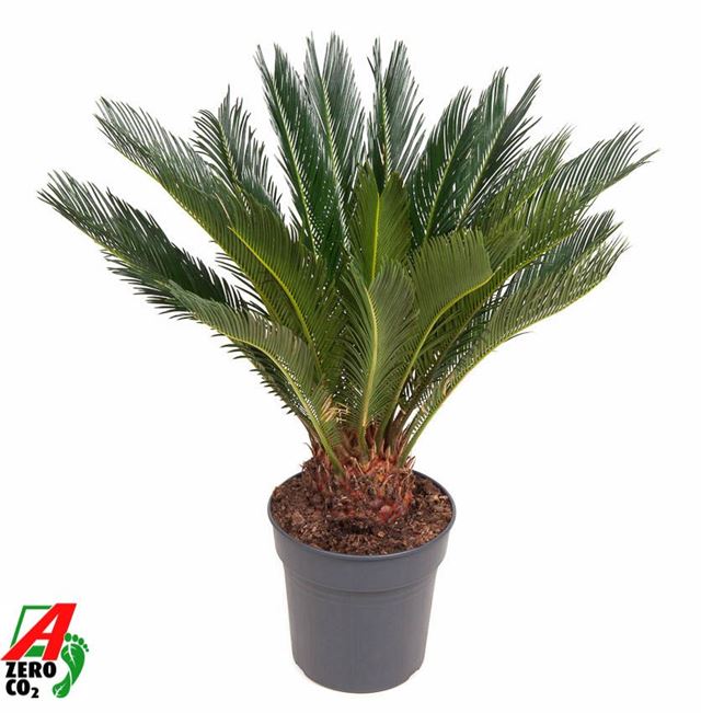 Picture of Cycas revoluta