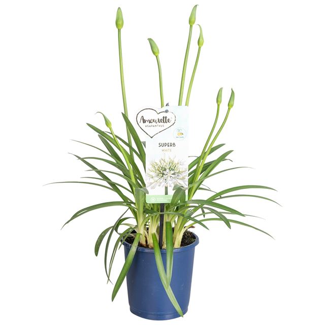 Picture of AGAPANTHUS AFRICANUS AMOURETTE WHITE