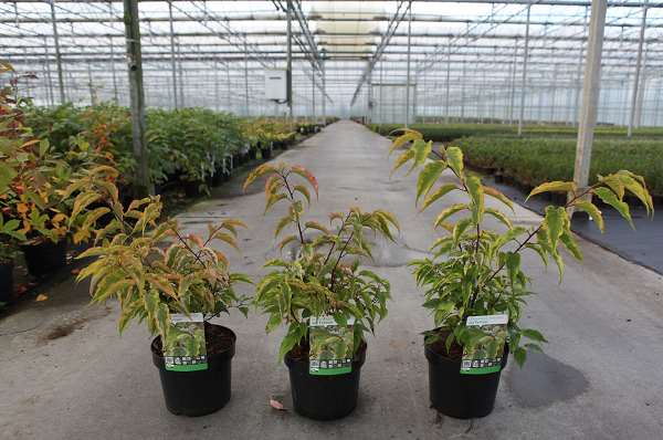 Picture of STACHYURUS CHINENSIS JOY FOREVER