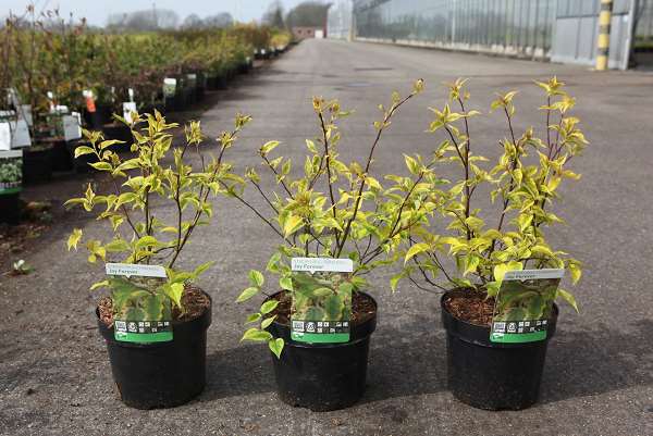 Picture of Stachyurus chinensis joy forever