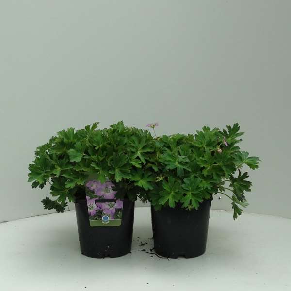 Picture of GERANIUM CONFETTI