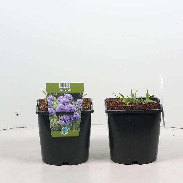 Picture of Allium in orbit