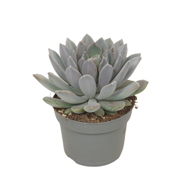 Picture of PACHYVERIA DRACO
