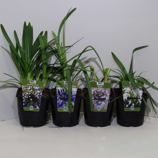 Picture of AGAPANTHUS MIX