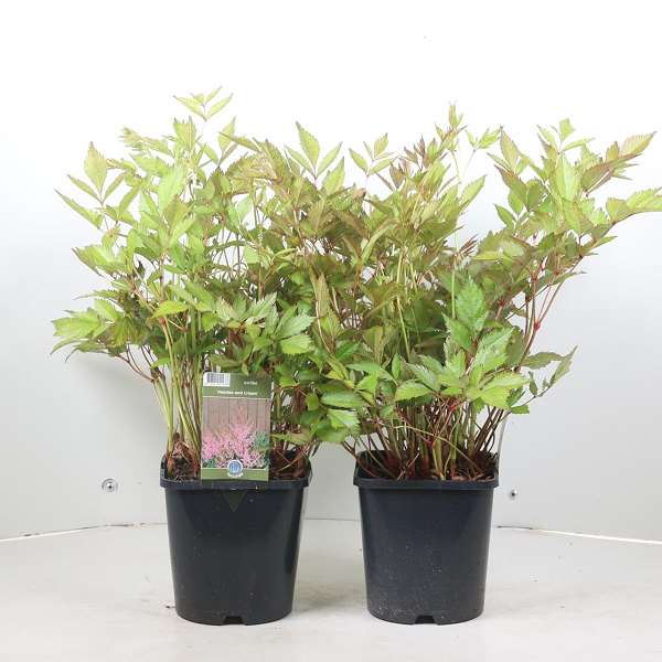 Picture of Astilbe peaches and cream