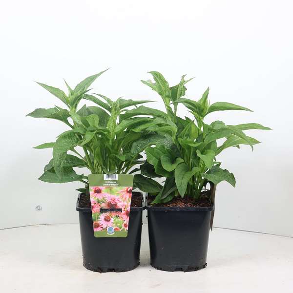 Picture of ECHINACEA PURPUREA DOUBLE DECKER