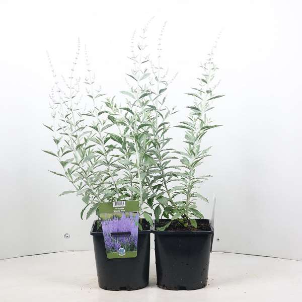 Picture of PEROVSKIA ATRIPLICIFOLIA SILVERY BLUE