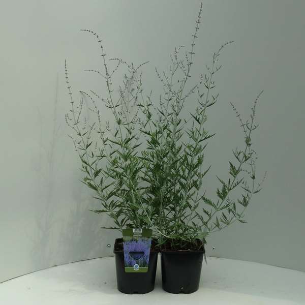 Picture of PEROVSKIA ATRIPLICIFOLIA SILVERY BLUE