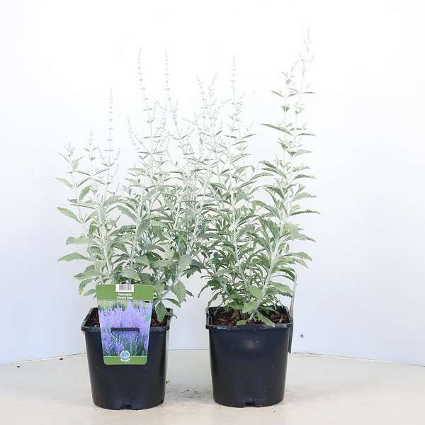 Picture of Perovskia atriplicifolia silvery blue