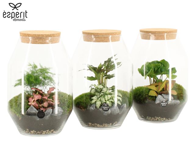 Picture of Terrarium