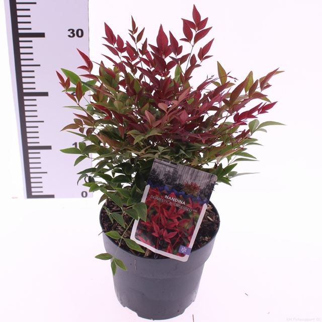 Picture of Nandina domestica obsessed