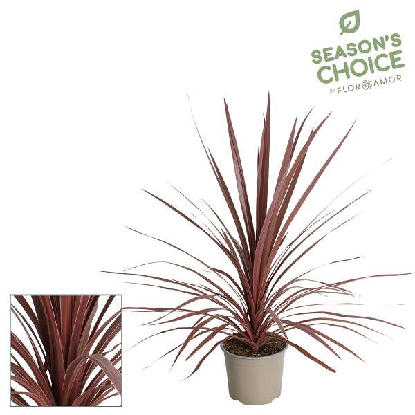 Picture of Cordyline australis red star