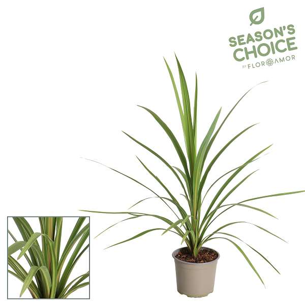 Picture of Cordyline australis peko