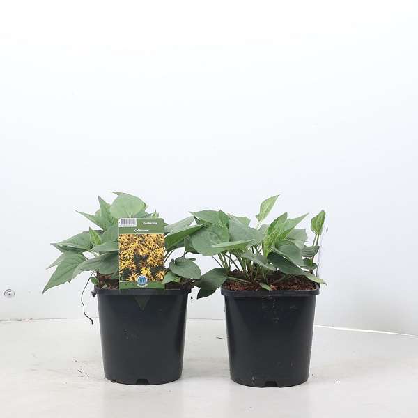 Picture of Rudbeckia fulgida goldsturm