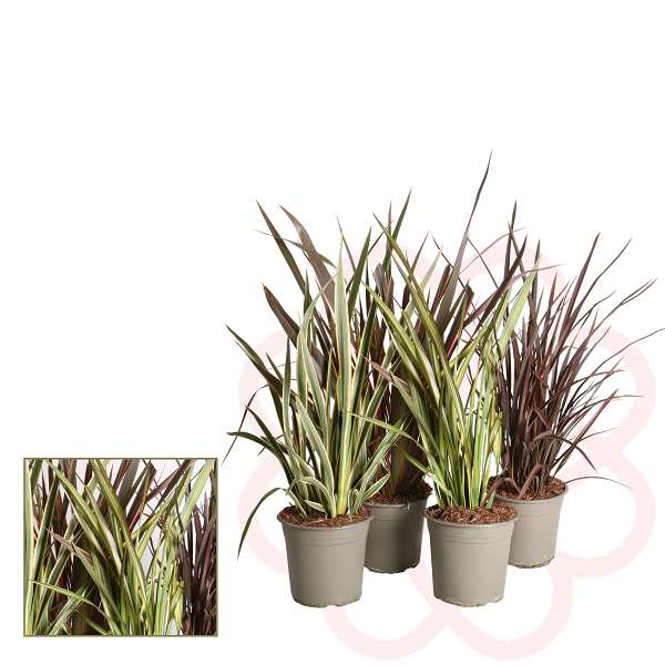 Picture of PHORMIUM MIX