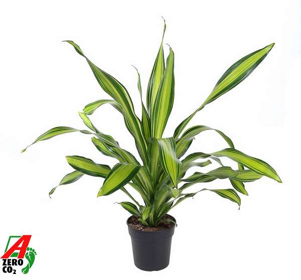 Picture of DRACAENA FRAGRANS CHARLEY HEAD