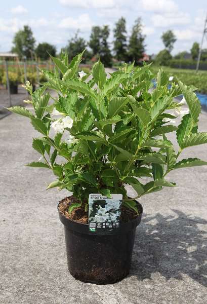 Picture of WEIGELA FLORIDA BRISTOL SNOWFLAKE