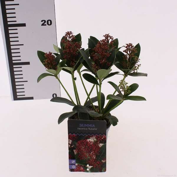 Picture of Skimmia japonica rubella 5+